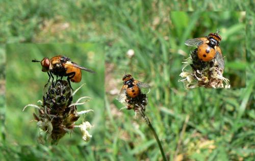 Gymnosoma sp.