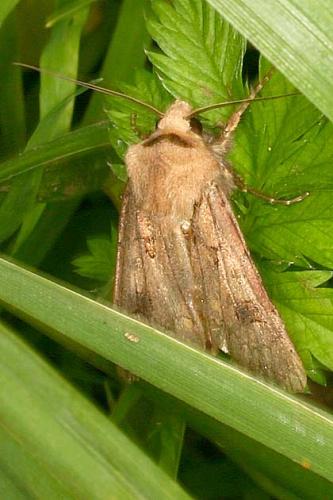 Agrotis exclamationis