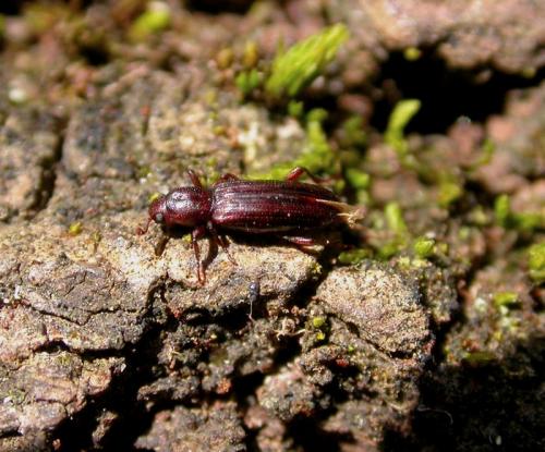 Ogmoderes angusticollis
