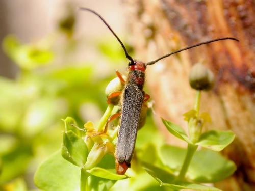 Réf. 19 945 : Oberea erythrocephala