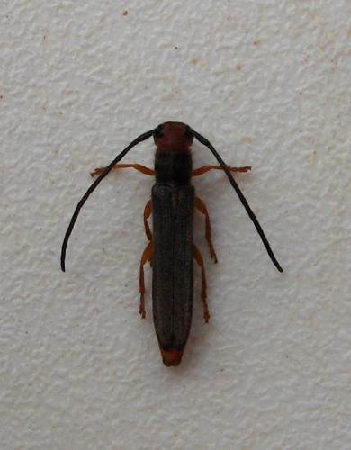 Oberea erythrocephala