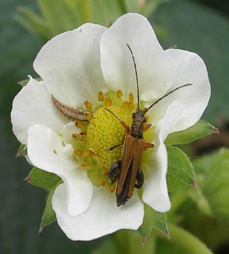 Oedemera podagrariae