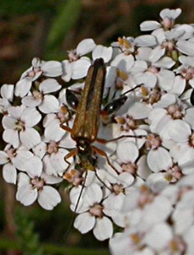 Oedemera podagrariae
