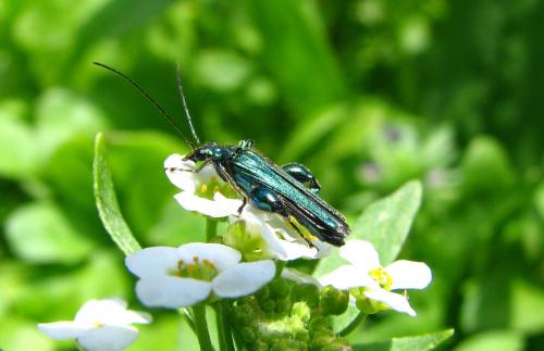Oedemera nobilis