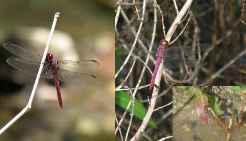 Orthemis ferruginea