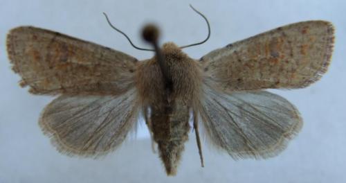 Orthosia cruda