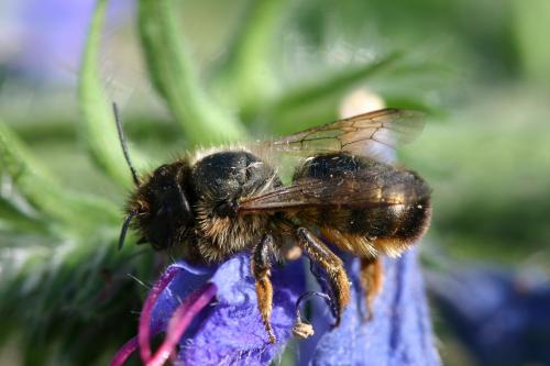 Réf. 19 924 : Osmia bicornis