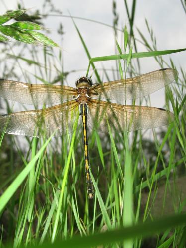 Oxygastra curtisii