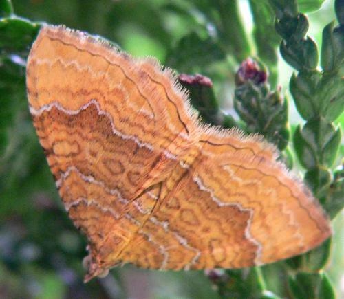 Camptogramma bilineata
