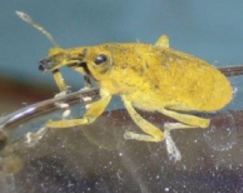 Lixus sp.