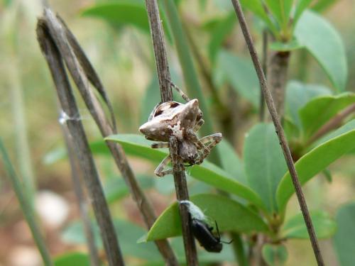 Gibbaranea sp.