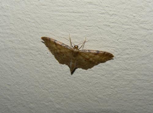 Réf. 19 776 : Idaea sp.