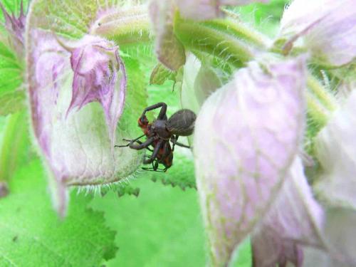 Xysticus sp.