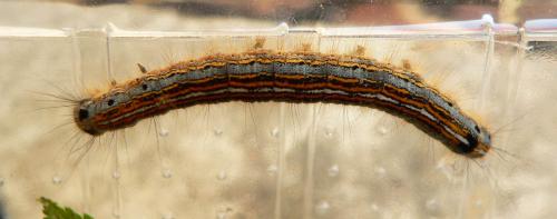 Malacosoma neustria