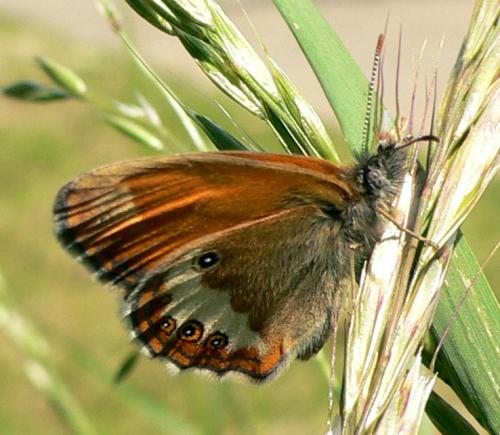 Réf. 19 207 : Coenonympha arcania