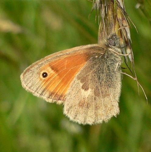 Réf. 19 208 : Coenonympha pamphilus
