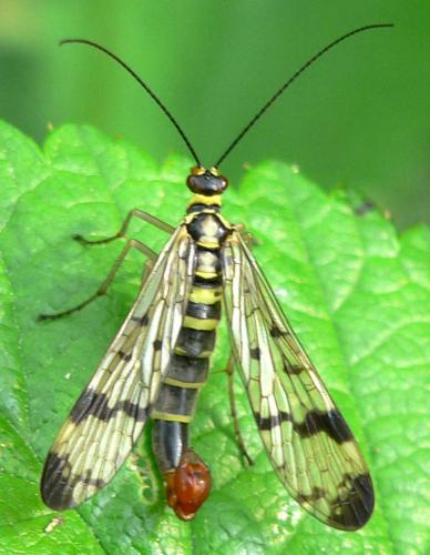 Panorpa communis