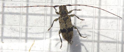 Réf. 19 187 : Leiopus femoratus