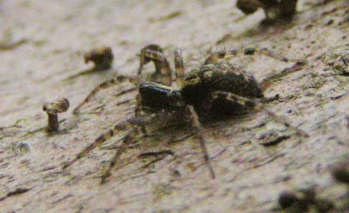 Réf. 19 267 : Textrix denticulata