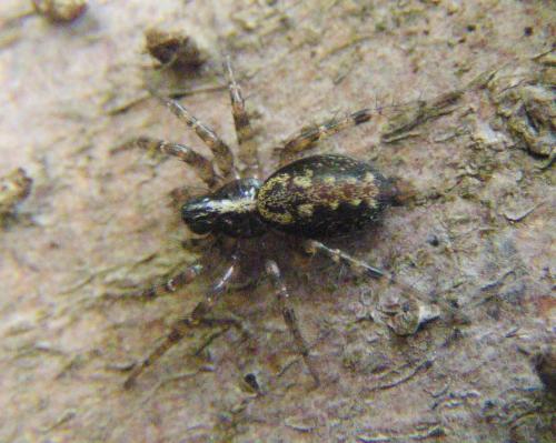 Réf. 19 268 : Textrix denticulata