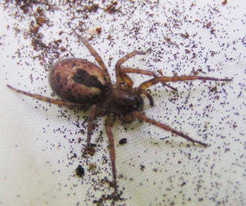 Amaurobius sp.