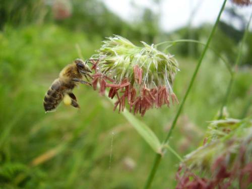 Apis mellifera