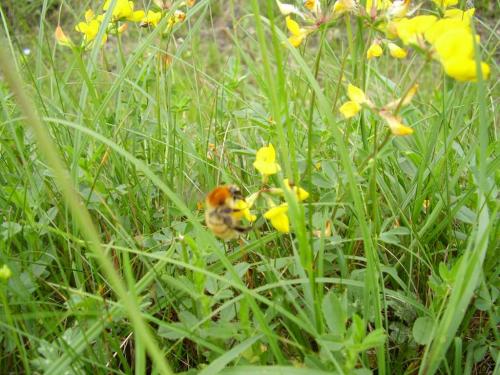 Bombus muscorum
