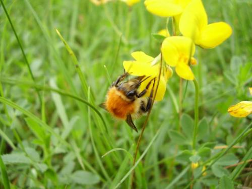 Bombus muscorum