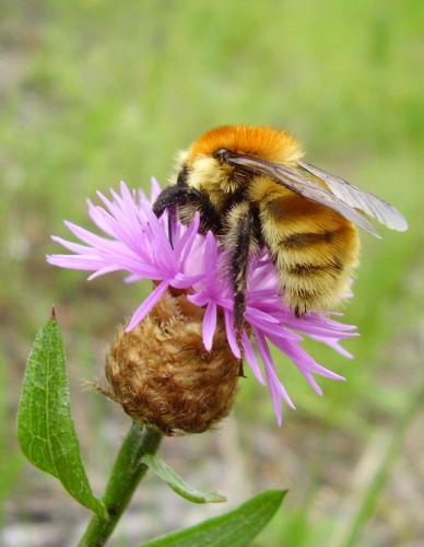 Bombus muscorum
