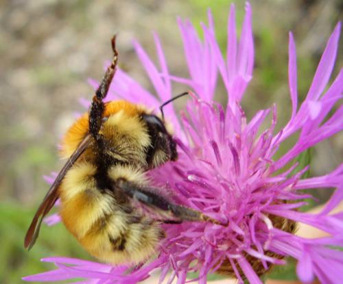 Bombus muscorum