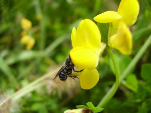 Réf. 19 973 : Osmia caerulescens