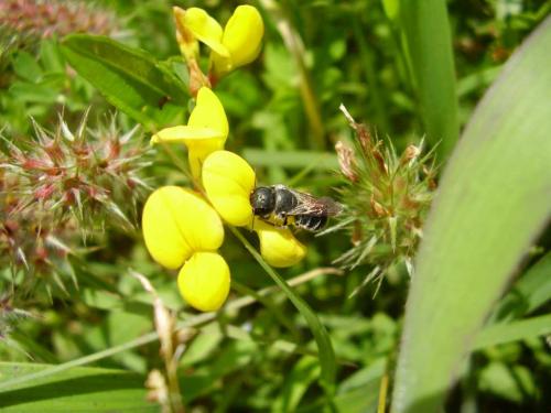 Réf. 19 993 : Osmia caerulescens