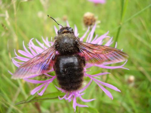 Réf. 19 667 : Xylocopa violacea