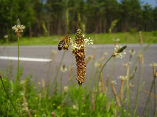 Apis mellifera