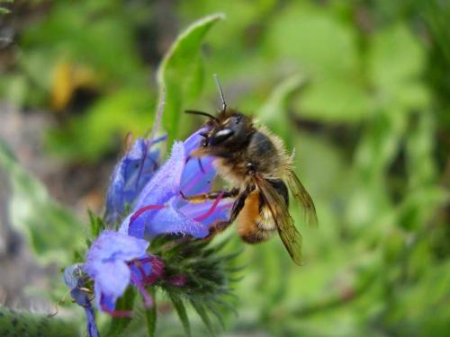 Réf. 19 923 : Osmia bicornis