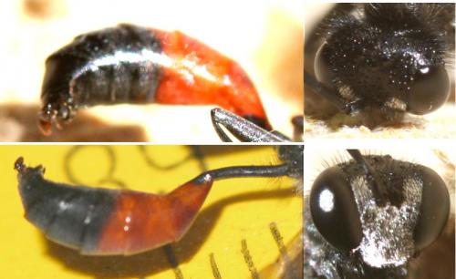 Podalonia hirsuta