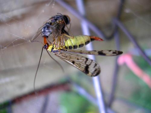Panorpa sp.