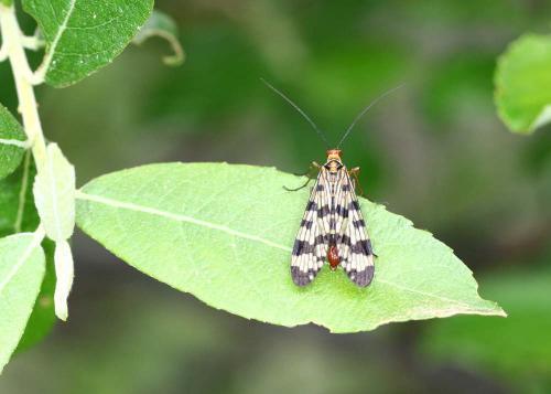 Panorpa meridionalis