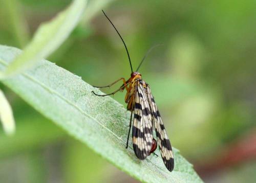 Panorpa meridionalis