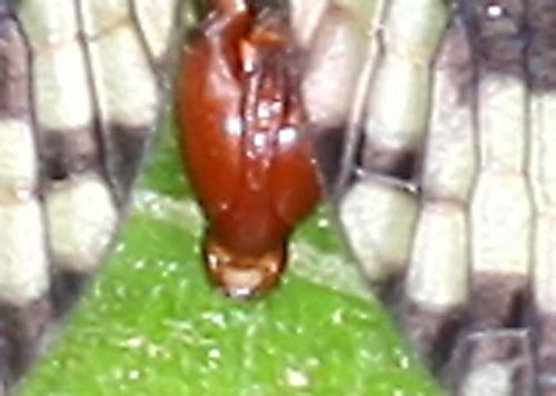 Panorpa meridionalis