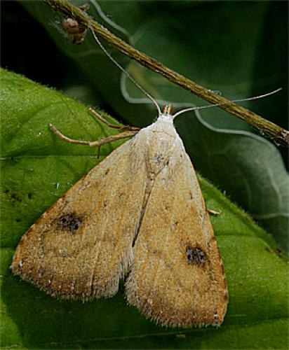 Réf. 19 180 : Rivula sericealis