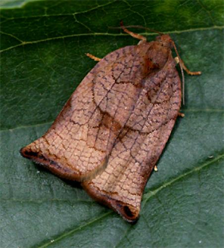 Réf. 19 474 : Archips podana
