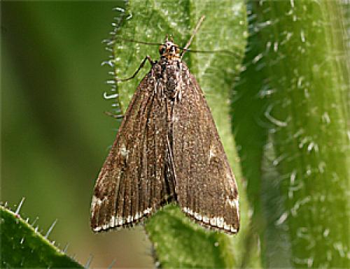 Loxostege sticticalis