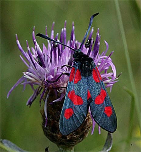 Réf. 19 672 : Zygaena trifolii