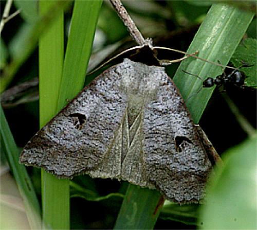 Lygephila pastinum