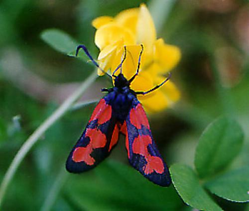 Zygaena sp.