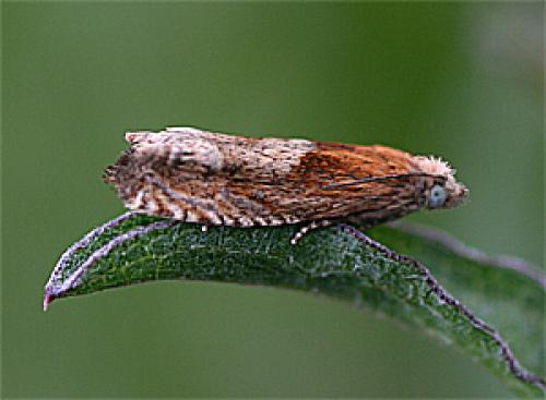 Réf. 19 857 : Epinotia tenerana
