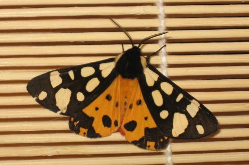 Réf. 19 743 : Arctia villica