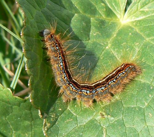 Malacosoma castrensis