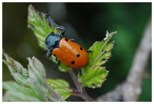 Réf. 19 826 : Lachnaia sp.